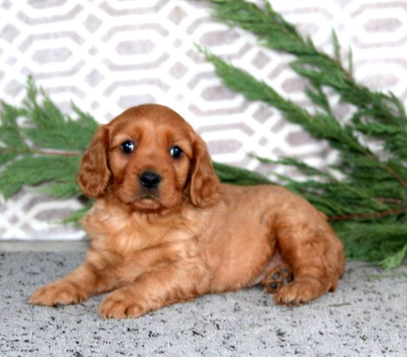 puppy, for, sale, Miniature Golden Retriever, Lester S Stoltzfus, dog, breeder, Narvon, PA, dog-breeder, puppy-for-sale, forsale, nearby, find, puppyfind, locator, puppylocator, aca